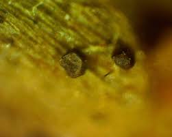 Attēlu rezultāti vaicājumam “Licea testudinacea young”