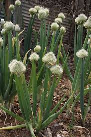 Résultat de recherche d'images pour "Allium fistulosum"