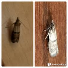 Attēlu rezultāti vaicājumam “Plodia interpunctella”