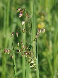 Attēlu rezultāti vaicājumam “Briza media flower”