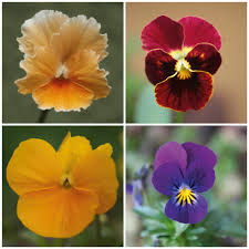 Image result for Hornveilchen