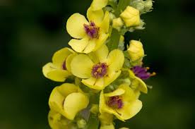 Image result for Verbascum nigrum