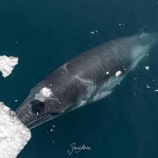 Image result for Balaenoptera acutorostrata