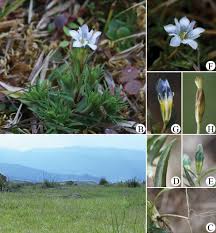 Attēlu rezultāti vaicājumam “Gentianaceae”