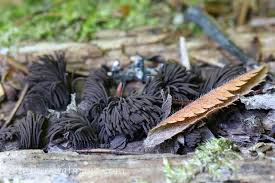 Attēlu rezultāti vaicājumam “Stemonitis axifera spores”