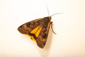 Attēlu rezultāti vaicājumam “Noctua pronuba”