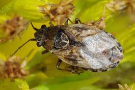 Attēlu rezultāti vaicājumam “Nithecus jacobaeae”