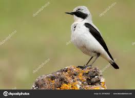 Attēlu rezultāti vaicājumam “Oenanthe oenanthe male”