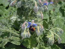 Image result for Borretsch