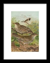 Attēlu rezultāti vaicājumam “Turdus viscivorus”