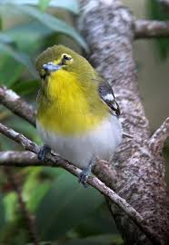 Image result for Vireo flavifrons
