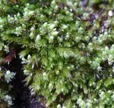 Attēlu rezultāti vaicājumam “Anomodon viticulosus sporophyte”