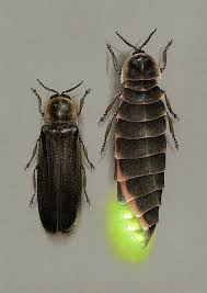 Attēlu rezultāti vaicājumam “Lampyris noctiluca”