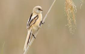 Attēlu rezultāti vaicājumam “Panurus biarmicus female”