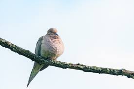 Image result for Zenaida macroura