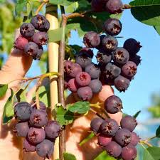 Attēlu rezultāti vaicājumam “Amelanchier spicata fruit”