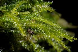 Attēlu rezultāti vaicājumam “Plagiothecium latebricola macro”