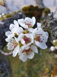 Attēlu rezultāti vaicājumam “Pyrus communis flower”
