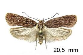 Attēlu rezultāti vaicājumam “Depressaria olerella”