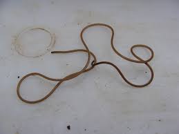 Attēlu rezultāti vaicājumam “Nematomorpha”