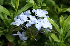 Attēlu rezultāti vaicājumam “Plumbaginaceae”