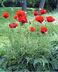 Image result for Papaver orientale
