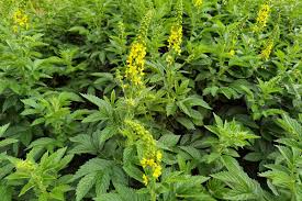 Attēlu rezultāti vaicājumam “Agrimonia eupatoria leaf”