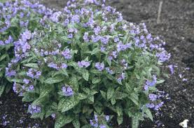 Attēlu rezultāti vaicājumam “Pulmonaria saccharata”