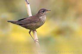 Image result for Locustella luscinioides