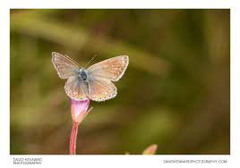 Attēlu rezultāti vaicājumam “Polyommatus icarus female”