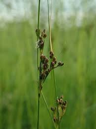 Attēlu rezultāti vaicājumam “Juncus compressus”