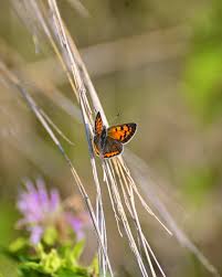 Attēlu rezultāti vaicājumam “Lycaena phlaeas”