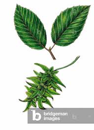 Attēlu rezultāti vaicājumam “Carpinus betulus leaf”