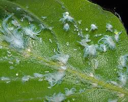 Attēlu rezultāti vaicājumam “Psallus sp.”