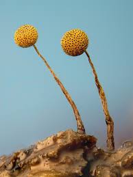 Attēlu rezultāti vaicājumam “Craterium aureonucleatum”