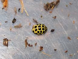 Attēlu rezultāti vaicājumam “Psyllobora vigintiduopunctata”