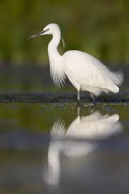 Attēlu rezultāti vaicājumam “Egretta garzetta”