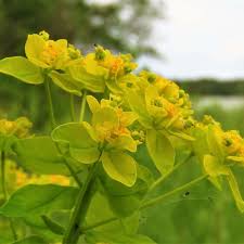 Attēlu rezultāti vaicājumam “Euphorbia palustris flower”