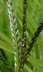 Attēlu rezultāti vaicājumam “Digitaria ischaemum leaf”
