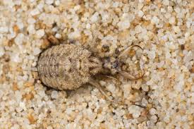 Attēlu rezultāti vaicājumam “Myrmeleontidae imago”