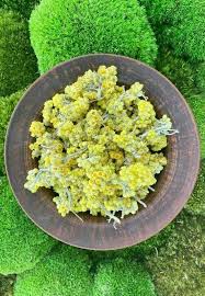 Attēlu rezultāti vaicājumam “Helichrysum arenarium flower”