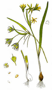 Attēlu rezultāti vaicājumam “Gagea lutea”