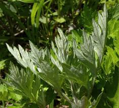 Attēlu rezultāti vaicājumam “Artemisia vulgaris leaf”