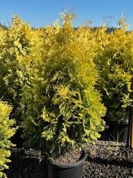 Attēlu rezultāti vaicājumam “Thuja plicata”