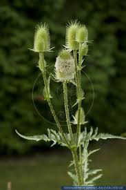 Image result for Dipsacus laciniatus