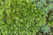 Attēlu rezultāti vaicājumam “Dicranales”