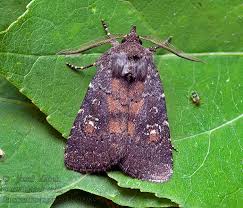 Attēlu rezultāti vaicājumam “Rusina ferruginea”