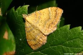 Attēlu rezultāti vaicājumam “Camptogramma bilineata”