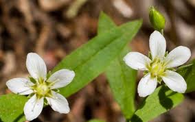 Attēlu rezultāti vaicājumam “Moehringia lateriflora leaf”