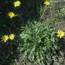 Attēlu rezultāti vaicājumam “Leontodon autumnalis  leaf”